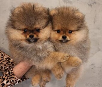 Pomeranian s PP