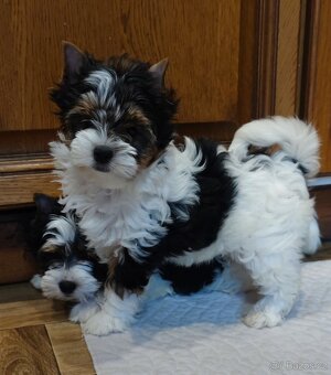 Biewer teriér (jork,york)-fenka s PP