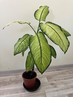 Pokojová rostlina - Difenbachie 2