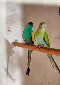 Papoušek rudobřičhý