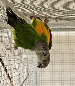 Papoušek senegalsky - 1