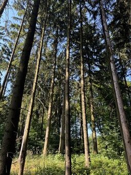 Prodej lesního pozemku v k.ú. Liberk - 1