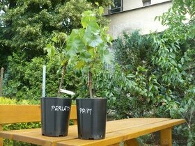 Víno bezpeckové rezistentní PIWI  z Rakouska  160 za kus