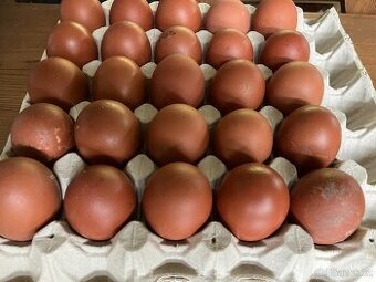 Násadová vajíčka Maranska černá a modrá stříbrokrká