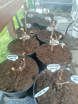 Sazenice vinné révy