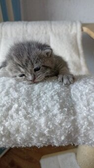 Britská koťátka whiskas s PP