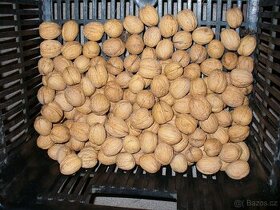 Vlašské ořechy - 1