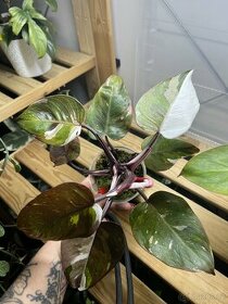 Philodendron Red Anderson