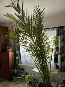 Datlová palma