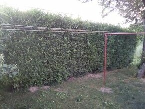 ZDARMA - Živý plot sibiřský jilm