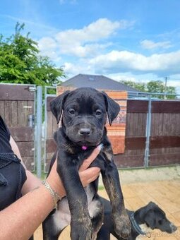 Labrador a Staford