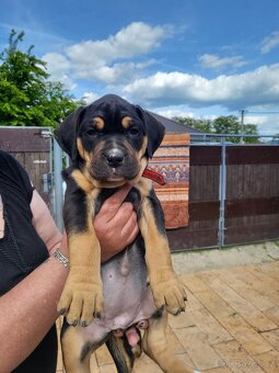 Labrador a Staford - 1