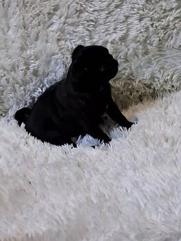 Mops
