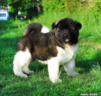 Americká akita s PP