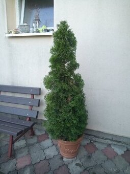 Thuje 120cm