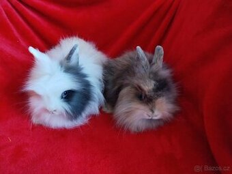 Nabízím zakrslé králíčky- lvíčky s teddy genem-stáří 7 týdnů