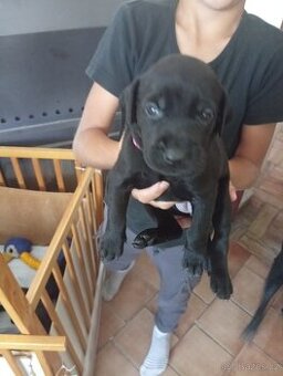 Štěňata labradora