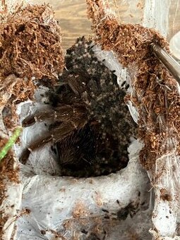 Psalmopoeus reduncus