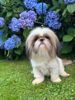 Shih Tzu pes s PP 15 měsíců