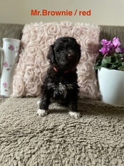 🐾 Portugalský vodní pes – štěňátka s PP k odběru od 19. 11.