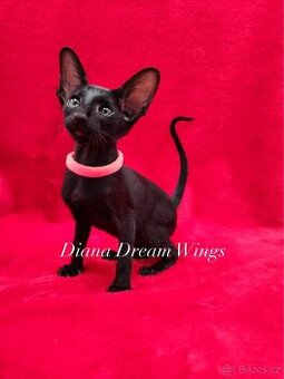 Orientální kočka s PP Diana Dream Wings