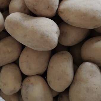 Prodám brambory krone, cartagena na uskladnění 8Kč/kg, 25kg