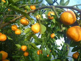 Subtropické rostliny a jiné