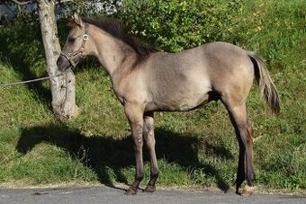 Homozygotní Grullo Quarter horse hřebeček