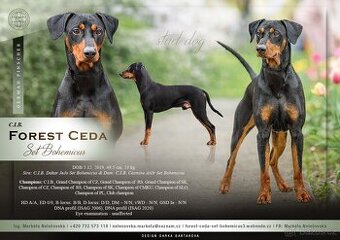 Krycí pes - německý pinč