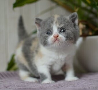Britská krátkosrstá kočka s PP