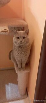 Britský Lila Kocour ke krytí