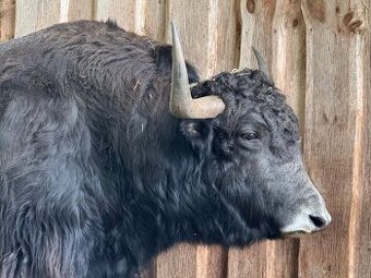 Prodáme Jaka Domácího. Yak himálajský. Býk, kráva.
