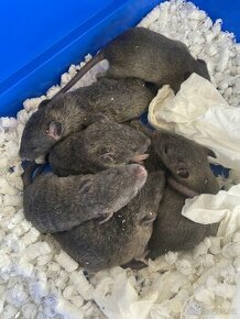 Prodej potkanů