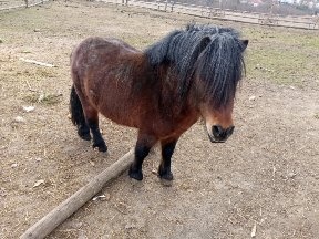 PRODAM PONIKA
