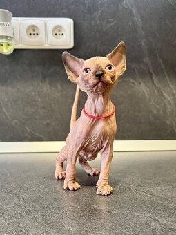 Sphynx