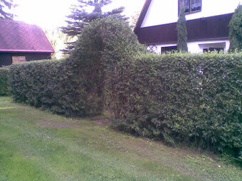 Ptačí zob, ligustrum na živý plot, sazenice