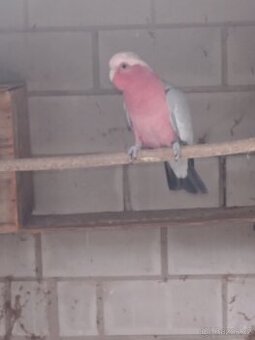 Prodám kakadu růžový agapornis škraboškový