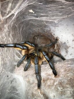 Harpactira pulchripes