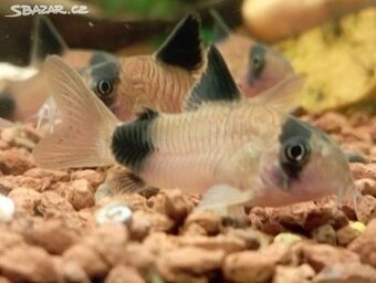Pancéřníček Panda - Corydoras