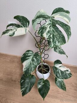 Monstera albo variegata
