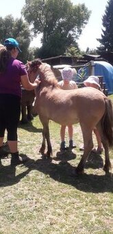 Kobylka Pony