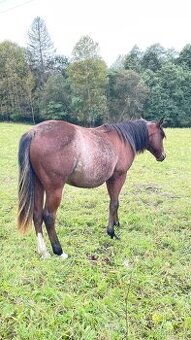 Quarter horse klisna