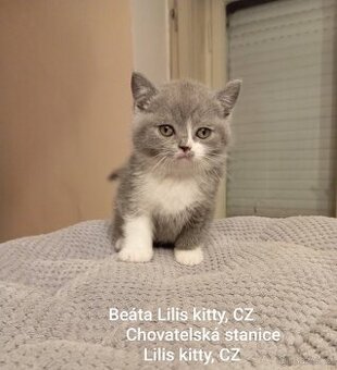 Britská kočička