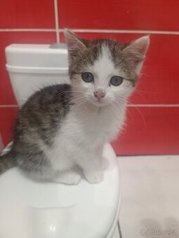 Daruji kotě a jeho maminku