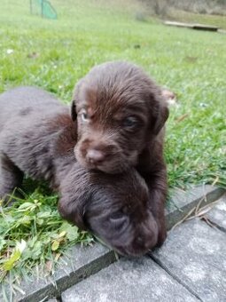 Labradorský retrívr