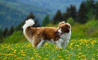 Border kolie pejsek ke kryti