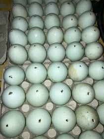 Vyfouklá vejce kachní