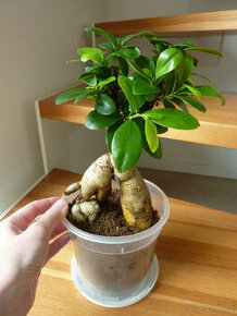 Ficus bonsai - bonsaj - fíkus ginseng - pokojová rostlina - 1