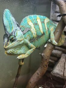 Chameleon jemensky