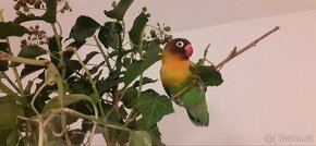 Papoušek Agapornis